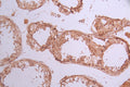 IHC image of CSB-RA012968A0HU diluted at 1:100 and staining in paraffin-embedded human testis tissue performed on a Leica BondTM system. After dewaxing and hydration, antigen retrieval was mediated by high pressure in a citrate buffer (pH 6.0) . Section was blocked with 10% normal goat serum 30min at RT. Then primary antibody (1% BSA) was incubated at 4°C overnight. The primary is detected by a Goat anti-rabbit polymer IgG labeled by HRP and visualized using 0.05% DAB.