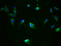 Immunofluorescence staining of SH-SY5Y cells with CSB-RA013481A324phHU at 1:100,counter-stained with DAPI. The cells were fixed in 4% formaldehyde, permeabilized using 0.2% Triton X-100 and blocked in 10% normal Goat Serum. The cells were then incubated with the antibody overnight at 4℃. The secondary antibody was Alexa Fluor 488-congugated AffiniPure Goat Anti-Rabbit IgG (H+L) .