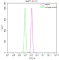 Overlay Peak curve showing MCF7 cells stained with CSB-RA013481MA1HU (red line) at 1:100. The cells were fixed in 4% formaldehyde (15min) and permeated by 0.2% TritonX-100 for 10min. Then 10% normal goat serum was Incubated to block non-specific protein-protein interactions followed by the antibody (1µg/1*10 6 cells) for 45 min at 4°C. The secondary antibody used was FITC-conjugated Goat Anti-Mouse IgG(H+L) at 1/200 dilution for 35 min at 4°C.