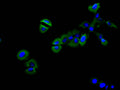 Immunofluorescence staining of SH-SY5Y cell with CSB-RA013714MA1HU at 1:30,  counter-stained with DAPI. The cells were fixed in 4% formaldehyde and blocked in 10% normal Goat Serum. The cells were then incubated with the antibody overnight at 4C. The secondary antibody was FITC-conjugated AffiniPure Goat Anti-Mouse IgG(H+L) .