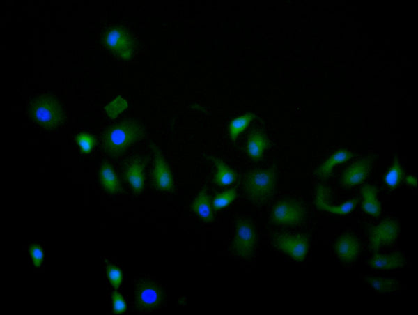 Immunofluorescence staining of hela cell with CSB-RA013826MA1HU at 1:60, counter-stained with DAPI. The cells were fixed in 4% formaldehyde and blocked in 10% normal Goat Serum. The cells were then incubated with the antibody overnight at 4C. The secondary antibody was FITC-conjugated AffiniPure Goat Anti-Human IgG(H+L) .