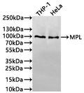 Western Blot
Positive WB detected in: THP-1 whole cell lysate(30µg), HeLa whole cell lysate(30µg)
All lanes: MPL antibody at 1:1000
Secondary
Goat polyclonal to human IgG at 1/40000 dilution
Predicted band size: 71 kDa
Observed band size: 100 kDa
Exposure time: 3min