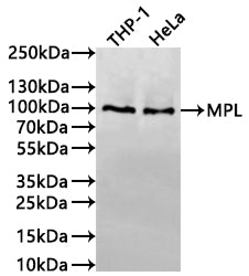 Western Blot
Positive WB detected in: THP-1 whole cell lysate(30µg), HeLa whole cell lysate(30µg)
All lanes: MPL antibody at 1:1000
Secondary
Goat polyclonal to human IgG at 1/40000 dilution
Predicted band size: 71 kDa
Observed band size: 100 kDa
Exposure time: 3min