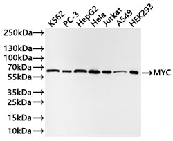 Western Blot
Positive WB detected in: K562 whole cell lysate(20µg) , PC-3 whole cell lysate(20µg) , HepG2 whole cell lysate(20µg) , HeLa whole cell lysate(20µg) , Jurkat whole cell lysate(20µg) , A549 whole cell lysate(20µg) , HEK293 whole cell lysate(20µg) 
All lanes: MYC antibody at 1:1000
Secondary
Goat polyclonal to rabbit IgG at 1/40000 dilution
Predicted band size: 51 kDa
Observed band size: 56 kDa
Exposure time：30s