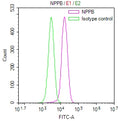 Overlay Peak curve showing 786-O cells stained with CSB-RA016021MA1HU (red line) at 1:100. The cells were fixed in 4% formaldehyde and permeated by 0.2% TritonX-100 for 10min. Then 10% normal goat serum to block non-specific protein-protein interactions followed by the antibody (1ug/1*10 6 cells) for 45min at 4℃.