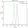 Overlay Peak curve showing PC3 cells stained with CSB-RA016091MA1HU (red line) at 1:100. The cells were fixed in 4% formaldehyde and permeated by 0.2% TritonX-100. Then 10% normal goat serum to block non-specific protein-protein interactions followed by the antibody (1ug/1*10 6 cells) for 45min at 4℃. The secondary antibody used was FITC-conjugated Goat Anti-human IgG(H+L) at 1:200 dilution for 35min at 4℃.Control antibody (green line) was human IgG (1ug/1*10 6 cells) used under the same conditions.