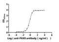 The Binding Activity of Human PAX8 with Anti-PAX8 Recombinant antibodyActivity: Measured by its binding ability in a functional ELISA. Immobilized Human PAX8 (CSB-MP017494HU2) at 2 μg/mL can bind Anti-PAX8 recombinant antibody. The EC<sub>50</sub> is 0.6325-0.7353 ng/mL.