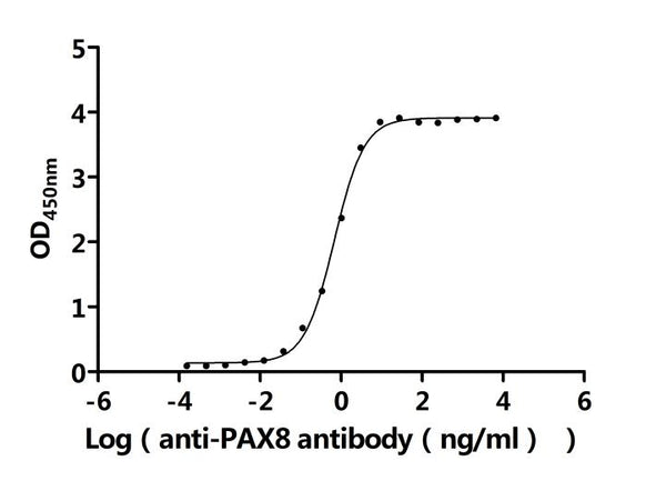 The Binding Activity of Human PAX8 with Anti-PAX8 Recombinant antibodyActivity: Measured by its binding ability in a functional ELISA. Immobilized Human PAX8 (CSB-MP017494HU2) at 2 μg/mL can bind Anti-PAX8 recombinant antibody. The EC<sub>50</sub> is 0.6325-0.7353 ng/mL.