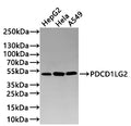 Western Blot
Positive WB detected in: HepG2 whole cell lysate(20µg) , HeLa whole cell lysate(20µg) , A549 whole cell lysate(20µg) 
All lanes: PDCD1LG2 antibody at 1:1000
Secondary
Goat polyclonal to rabbit IgG at 1/40000 dilution
Predicted band size: 31 kDa
Observed band size: 50 kDa
Exposure time：2min