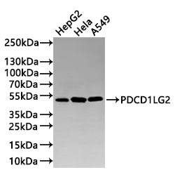 Western Blot
Positive WB detected in: HepG2 whole cell lysate(20µg) , HeLa whole cell lysate(20µg) , A549 whole cell lysate(20µg) 
All lanes: PDCD1LG2 antibody at 1:1000
Secondary
Goat polyclonal to rabbit IgG at 1/40000 dilution
Predicted band size: 31 kDa
Observed band size: 50 kDa
Exposure time：2min
