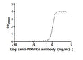 The Binding Activity of Human PDGFRA with Anti-PDGFRA Recombinant antibodyActivity: Measured by its binding ability in a functional ELISA. Immobilized Human PDGFRA (CSB-MP017712HU1) at 2 μg/mL can bind Anti-PDGFRA recombinant antibody. The EC<sub>50</sub> is 0.6497-0.8371 ng/mL.