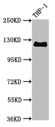 Western Blot
Positive WB detected in THP-1 whole cell lysate
All lanes CD31 antibody at 0.95μg/ml
Secondary
Goat polyclonal to rabbit IgG at 1/50000 dilution
Predicted band size: 125 KDa
Observed band size: 125 KDa