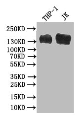 Western Blot
Positive WB detected in: THP-1 whole cell lysate, JK whole cell lysate
All lanes: PECAM1 antibody at 1:500
Secondary
Goat polyclonal to mouse IgG at 1/50000 dilution
Predicted band size: 82-140 kDa
Observed band size: 140 kDa