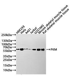 Western Blot
Positive WB detected in: HEK293 whole cell lysate(20µg) , Hela whole cell lysate(20µg) , A431 whole cell lysate(20µg) , Jurkat whole cell lysate(20µg) , U-251MG whole cell lysate(20µg) , Mouse skeletal muscle tissue lysate(20µg) , Rat skeletal muscle tissue lysate(20µg) 
All lanes: PKM antibody at 1:1000
Secondary
Goat polyclonal to human IgG at 1/40000 dilution
Predicted band size: 58 kDa
Observed band size: 58 kDa
Exposure time: 90s