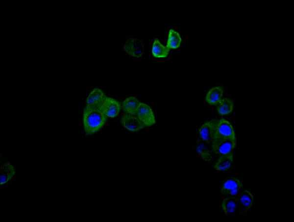 Immunofluorescence staining of hela cell with CSB-RA018122MA1HU at 1:30,  counter-stained with DAPI. The cells were fixed in 4% formaldehyde and blocked in 10% normal Goat Serum. The cells were then incubated with the antibody overnight at 4C. The secondary antibody was FITC-conjugated AffiniPure Goat Anti-Mouse IgG(H+L) .