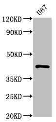 Western Blot
Positive WB detected in: U87 whole cell lysate
All lanes: PRKAR1A antibody at 1.1μg/ml
Secondary
Goat polyclonal to rabbit IgG at 1/50000 dilution
Predicted band size: 43, 39 KDa
Observed band size: 43 KDa