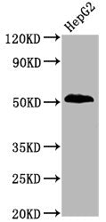 Western Blot
Positive WB detected in HepG2 whole cell lysate
All lanes Phospho-PTEN antibody at 1.9μg/ml
Secondary
Goat polyclonal to rabbit IgG at 1/50000 dilution
Predicted band size: 54 KDa
Observed band size: 54 KDa