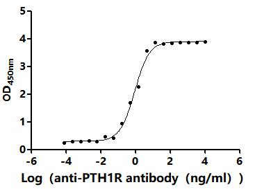 The Binding Activity of Human PTH1R with Anti-PTH1R recombinant antibodyActivity: Measured by its binding ability in a functional ELISA. Immobilized Human PTH1R(CSB-MP018988HU) at 2 μg/mL can bind Anti-PTH1R recombinant antibody. The EC<sub>50</sub> is 0.7813-1.048 ng/mL.