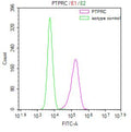 Overlay Peak curve showing 293 cells surface stained with CSB-RA019049MA1HU (red line) at 1:100. Then 10% normal goat serum was Incubated to block non-specific protein-protein interactions followed by the antibody (1µg/1*10 6 cells) for 45 min at 4°C. The secondary antibody used was FITC-conjugated Goat Anti-Mouse IgG(H+L) at 1/200 dilution for 35 min at 4°C. Isotype control antibody (green line) was mouse IgG1 (1µg/1*10 6 cells) used under the same conditions. Acquisition of >10,000 events was performed.
