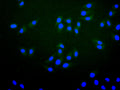 Immunofluorescence staining of Hela cell with CSB-RA019260MA1HU at 1:30 ,counter-stained with DAPI. The cells were fixed in 4% formaldehyde, permeabilized using 0.2% Triton X-100 and blocked in 10% normal Goat Serum. The cells were then incubated with the antibody overnight at 4°C. The secondary antibody was Fluorescein (FITC) AffiniPure Goat Anti-Human IgG, Fcγ fragment specific.