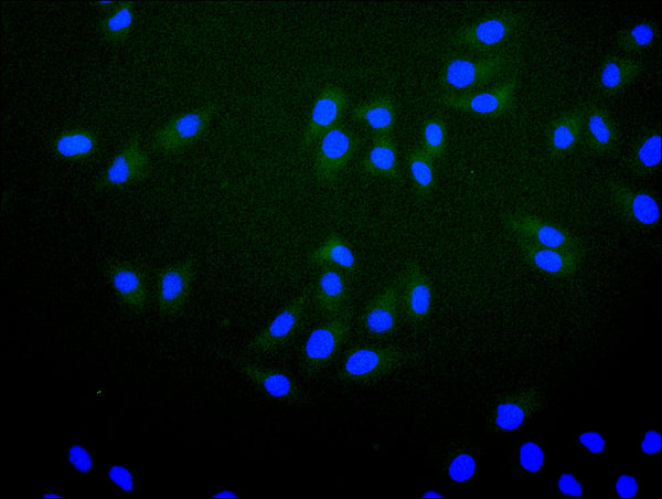 Immunofluorescence staining of Hela cell with CSB-RA019260MA1HU at 1:30 ,counter-stained with DAPI. The cells were fixed in 4% formaldehyde, permeabilized using 0.2% Triton X-100 and blocked in 10% normal Goat Serum. The cells were then incubated with the antibody overnight at 4°C. The secondary antibody was Fluorescein (FITC) AffiniPure Goat Anti-Human IgG, Fcγ fragment specific.