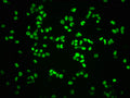 Immunofluorescence staining of K562 cells with CSB-RA019386A807phHU at 1:100,counter-stained with DAPI. The cells were fixed in 4% formaldehyde, permeabilized using 0.2% Triton X-100 and blocked in 10% normal Goat Serum. The cells were then incubated with the antibody overnight at 4℃. The secondary antibody was Alexa Fluor 488-congugated AffiniPure Goat Anti-Rabbit IgG (H+L) .