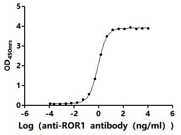 The Binding Activity of Mouse Ror1 with Anti-ROR1 recombinant antibodyActivity: Measured by its binding ability in a functional ELISA.Immobilized Mouse Ror1(CSB-MP4008MO) at 2 μg/mL can bind Anti-ROR1 recombinant antibody. The EC<sub>50</sub> is 0.8551-0.9363 ng/mL.