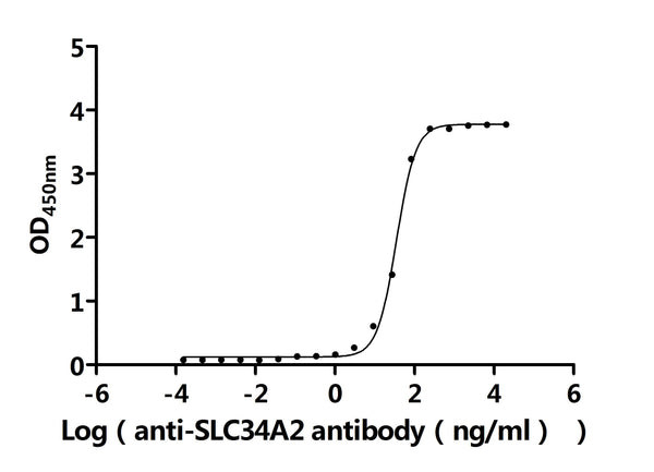 The Binding Activity of Human SLC34A2 with Anti-SLC34A2 Recombinant AntibodyActivity: Measured by its binding ability in a functional ELISA. Immobilized Human SLC34A2(CSB-MP021581HU1) at 2 μg/mL can bind Anti-SLC34A2 recombinant antibody. The EC<sub>50</sub> is 32.86-37.66 ng/mL.
