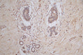 IHC image of CSB-RA022332MA1HU diluted at 1:50 and staining in paraffin-embedded human breast tissue performed on a Leica BondTM system. After dewaxing and hydration,  antigen retrieval was mediated by high pressure in a citrate buffer (pH 6.0) . Section was blocked with 10% normal goat serum 30min at RT. Then primary antibody (1% BSA) was incubated at 4°C overnight. The primary is detected by a Goat anti-mouse polymer IgG labeled by HRP and visualized using 0.05% DAB.
