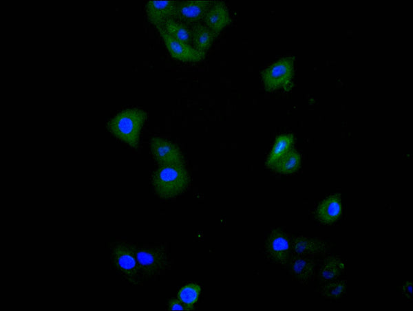 Immunofluorescence staining of Hela cell with CSB-RA022397MA1HU at 1:20,  counter-stained with DAPI. The cells were fixed in 4% formaldehyde and blocked in 10% normal Goat Serum. The cells were then incubated with the antibody overnight at 4C. The secondary antibody was FITC-conjugated AffiniPure Goat Anti-Mouse IgG(H+L) .