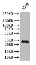 Western Blot
Positive WB detected in: A549 whole cell lysatee
All lanes: SYP antibody at 1:500
Secondary
Goat polyclonal to mouse IgG at 1/50000 dilution
Predicted band size: 34 kDa
Observed band size: 34 kDa