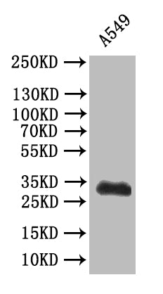 Western Blot
Positive WB detected in: A549 whole cell lysatee
All lanes: SYP antibody at 1:500
Secondary
Goat polyclonal to mouse IgG at 1/50000 dilution
Predicted band size: 34 kDa
Observed band size: 34 kDa