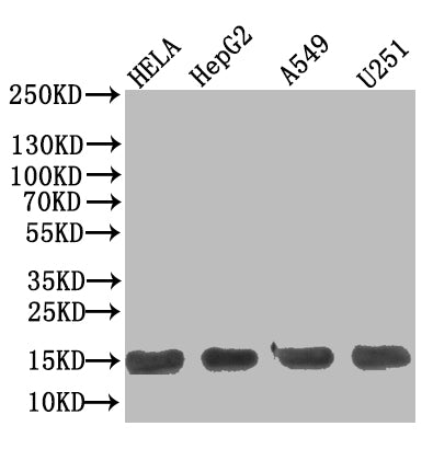 Western Blot
Positive WB detected in: Hela whole cell lysate, HepG2 whole cell lysate, A549 whole cell lysate, U251 whole cell lysate
All lanes: TNFRSF10B antibody at 1:500
Secondary
Goat polyclonal to Human IgG at 1/50000 dilution
Predicted band size: 13 kDa
Observed band size: 13 kDa