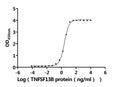 The Binding Activity of Human TNFRSF17 with Anti-TNFRSF17 recombinant antibodyActivity: Measured by its binding ability in a functional ELISA. Immobilized Human TNFRSF17 protein (CSB-MP023974HU1d7) at 2 μg/mL can bind Anti-TNFRSF17 recombinant antibody. The EC<sub>50</sub> is 2.296-2.754 ng/mL.