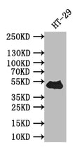 Western Blot
Positive WB detected in: HT-29 whole cell lysate
All lanes: TP53 antibody at 1:500
Secondary
Goat polyclonal to rabbit IgG at 1/50000 dilution
Predicted band size: 43 kDa
Observed band size: 43 kDa