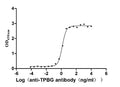The Binding Activity of TPBG with Anti-TPBG monoclonal antibodyActivity: Measured by its binding ability in a functional ELISA. Immobilized Human TPBG (CSB-MP024093HUB0) at 2 μg/mL can bind Anti-TPBG recombinant antibody, the EC<sub>50</sub> is 1.230-1.519 ng/mL.
