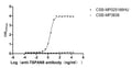 The Binding Activity of TSPAN8 with Anti-TSPAN8 recombinant antibodyActivity: Measured by its binding ability in a functional ELISA. Immobilized Human TSPAN8  (CSB-MP025166HU) at 5 μg/mL can bind Anti-TSPAN8 recombinant antibody. The EC<sub>50</sub> is 2.261-2.623 ng/mL.
The VLPs (CSB-MP3838) is negative control.