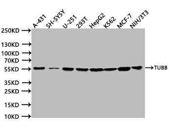 Western Blot
Positive WB detected in:A431 whole cell lysate (20µg) , SH-SY5Y whole cell lysate (20µg) , U251 whole cell lysate (20µg) , 293T whole cell lysate (20µg) , HepG2 whole cell lysate (20µg) , K562 whole cell lysate (20µg) , MCF7 whole cell lysate (20µg) , NIH/3T3 whole cell lysate (20µg) 
All lanes: TUBB antibody at 1:1000
Secondary
Goat polyclonal to human IgG at 1/40000 dilution
Predicted band size:49 kDa
Observed band size:55 kDa
Exposure time:5s