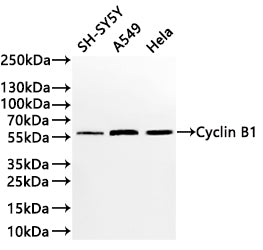 Western Blot
Positive WB detected in: A431 whole cell lysate(20µg) , Hela whole cell lysate(20µg) ,PC-3 whole cell lysate(20µg) 
All lanes: Cyclin B1 antibody at 1:1000
Secondary
Goat polyclonal to rabbit IgG at 1/40000 dilution
Predicted band size: 48 kDa
Observed band size: 60 kDa
Exposure time：1min