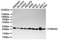 Western Blot
Positive WB detected in: HEK293T whole cell lysate(20µg) , SH-SY5Y whole cell lysate(20µg) , Jurkat whole cell lysate(20µg) , NIH/3T3 whole cell lysate(20µg) , A549 whole cell lysate(20µg) , K562 whole cell lysate(20µg) , PC-3 whole cell lysate(20µg) , MCF-7 whole cell lysate(20µg) , HeLa whole cell lysate(20µg) 
All lanes: YWHAZ antibody at 1:1000
Secondary
Goat polyclonal to rabbit IgG at 1/40000 dilution
Predicted band size: 28 kDa
Observed band size: 28 kDa
Exposure time：30s