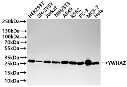 Western Blot
Positive WB detected in: HEK293T whole cell lysate(20µg) , SH-SY5Y whole cell lysate(20µg) , Jurkat whole cell lysate(20µg) , NIH/3T3 whole cell lysate(20µg) , A549 whole cell lysate(20µg) , K562 whole cell lysate(20µg) , PC-3 whole cell lysate(20µg) , MCF-7 whole cell lysate(20µg) , HeLa whole cell lysate(20µg) 
All lanes: YWHAZ antibody at 1:1000
Secondary
Goat polyclonal to rabbit IgG at 1/40000 dilution
Predicted band size: 28 kDa
Observed band size: 28 kDa
Exposure time：30s