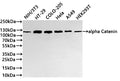 Western Blot
Positive WB detected in: NIH/3T3 whole cell lysate(20µg) ,HT-29 whole cell lysate(20µg) ,COLO-205 whole cell lysate(20µg) ,Hela whole cell lysate(20µg) ,A549 whole cell lysate(20µg) ,HEK293T whole cell lysate(20µg) 
All lanes: alpha Catenin antibody at 1:1000
Secondary
Goat polyclonal to rabbit IgG at 1/40000 dilution
Predicted band size: 100 kDa
Observed band size: 115 kDa
Exposure time：20s