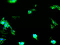 Immunofluorescence staining of SH-SY5Y cell with CSB-RA029446A0HU at 1:50, counter-stained with DAPI. The cells were fixed in 4% formaldehyde, permeabilized using 0.2% Triton X-100 and blocked in 10% normal Goat Serum. The cells were then incubated with the antibody overnight at 4°C. The secondary antibody was Alexa Fluor 488-congugated AffiniPure Goat Anti-Rabbit IgG(H+L) .
