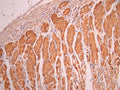 IHC image of CSB-RA030568A0HU diluted at 1:100 and staining in paraffin-embedded human stomach tissue performed on a Leica BondTM system. After dewaxing and hydration, antigen retrieval was mediated by high pressure in a citrate buffer (pH 6.0). Section was blocked with 10% normal goat serum 30min at RT. Then primary antibody (1% BSA) was incubated at 4°C overnight. The primary is detected by a Goat anti-rabbit polymer IgG labeled by HRP and visualized using 0.05% DAB.