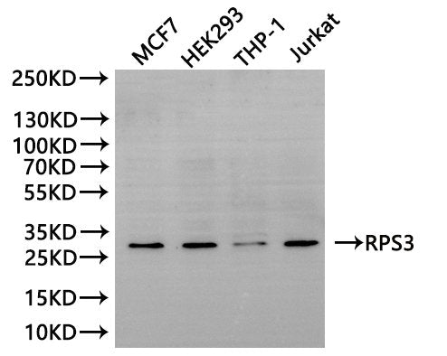 Western Blot, 
Positive WB detected in:MCF7 whole cell lysate(30µg), HEK293 whole cell lysate(30µg), THP-1 whole cell lysate(30µg), Jurkat whole cell lysate(30µg)
All lanes: RPS3 antibody at 1:1000
Secondary
Goat polyclonal to rabbit IgG at 1/40000 dilution
Predicted band size: 27 kDa
Observed band size: 27 kDa
Exposure time：180s