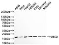 Western Blot
Positive WB detected in: A549 whole cell lysate(30µg) , HeLa whole cell lysate(30µg) , HepG2 whole cell lysate(30µg) , HEK293 whole cell lysate(30µg) , K562 whole cell lysate(30µg) , SH-SY5Y whole cell lysate(30µg) , NIH/3T3 whole cell lysate(30µg) 
All lanes: UBE2I antibody at 1:1000
Secondary
Goat polyclonal to rabbit IgG at 1/50000 dilution
Predicted band size: 18 kDa
Observed band size: 18 kDa
Exposure time: 3min