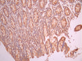IHC image of CSB-RA032745A0HU diluted at 1:100 and staining in paraffin-embedded human small intestine tissue performed on a Leica BondTM system. After dewaxing and hydration, antigen retrieval was mediated by high pressure in a citrate buffer (pH 6.0). Section was blocked with 10% normal goat serum 30min at RT. Then primary antibody (1% BSA) was incubated at 4°C overnight. The primary is detected by a Goat anti-rabbit polymer IgG labeled by HRP and visualized using 0.05% DAB.