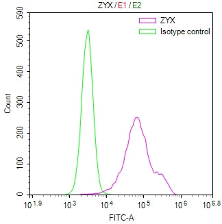 Overlay Peak curve showing 786-O cells stained with CSB-RA032877A0HU (red line) at 1:100. The cells were fixed in 4% formaldehyde and permeated by 0.2% TritonX-100 for 10min. Then 10% normal goat serum to block non-specific protein-protein interactions followed by the antibody (1ug/1*10 6 cells) for 45min at 4℃.