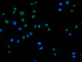 Immunofluorescence staining of Hela cell with CSB-RA033630A0HU at 1:50, counter-stained with DAPI. The cells were fixed in 4% formaldehyde, permeabilized using 0.2% Triton X-100 and blocked in 10% normal Goat Serum. The cells were then incubated with the antibody overnight at 4°C. The secondary antibody was Alexa Fluor 488-congugated AffiniPure Goat Anti-Rabbit IgG(H+L) .