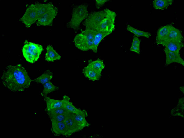 Immunofluorescence staining of MCF-7 cell with CSB-RA036685A0HU at 1:50, counter-stained with DAPI. The cells were fixed in 4% formaldehyde, permeabilized using 0.2% Triton X-100 and blocked in 10% normal Goat Serum. The cells were then incubated with the antibody overnight at 4°C. The secondary antibody was Alexa Fluor 488-congugated AffiniPure Goat Anti-Rabbit IgG(H+L) .